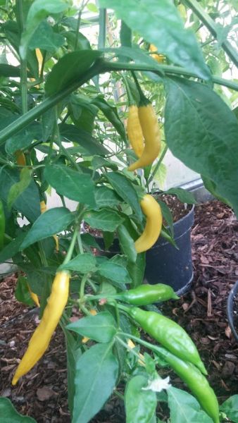 Aji Lemon Drop
