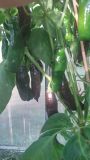 Aji Panca