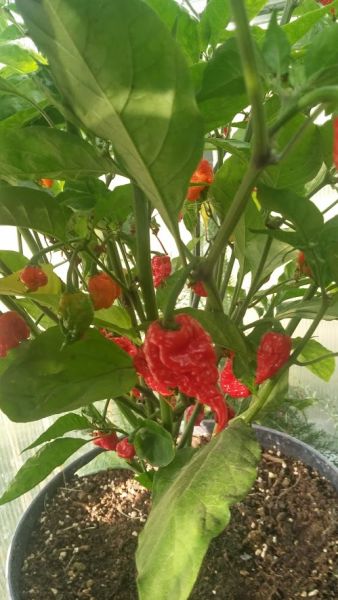 7Pot Primo