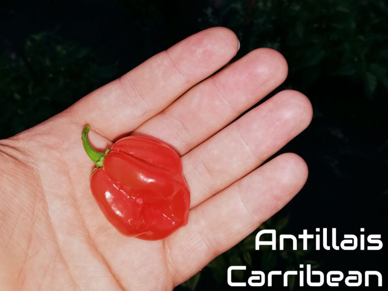 AntillaisCarribean