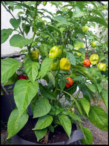 IMGP1191_1