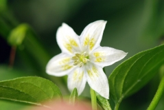 capsicum baccatum