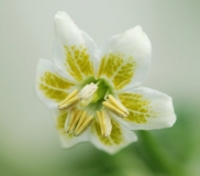 capsicum baccatum1