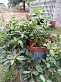 IMG_20180831_172936