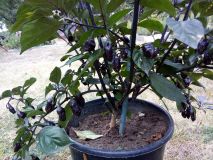 IMG_20180831_165256