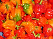 Butch T Trinidad Scorpion