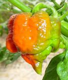 Butch T Trinidad Scorpion