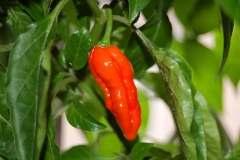 Naga Morich