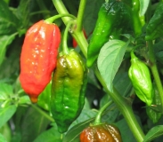 Dorset Naga