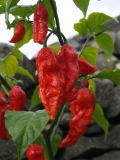 Bhut Jolokia