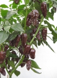 Chocolate Bhut Jolokia