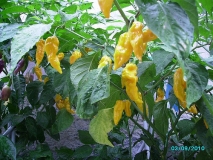 Bhut Jolokia Yellow