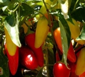 Jalapeno NuMex Pinata