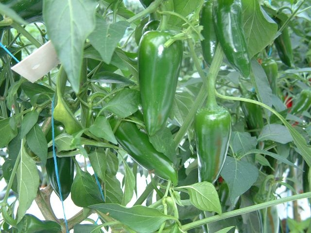 Jalapeno Maylon