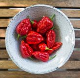 bhut jolokia