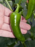 Jalapeno Summer Heat