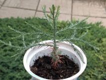IMG_20180910_183529