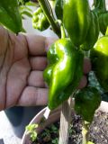 IMG_20180913_154228