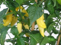 Habanero Lemon