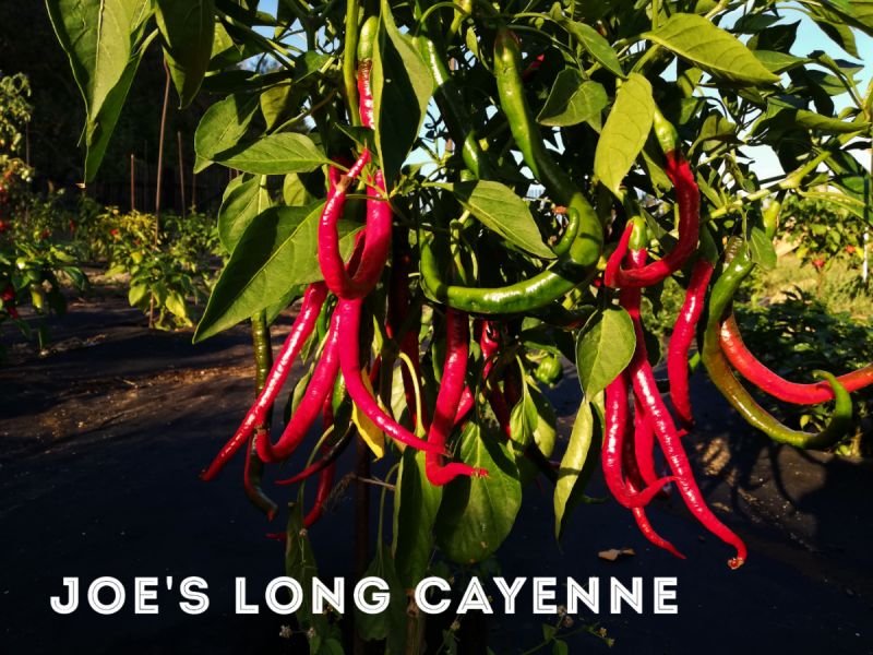 LongCayenne