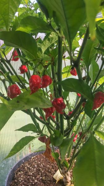 7Pot Primo