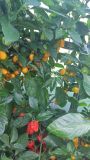 Aji Jobito