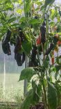 Aji Panca