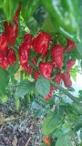 Fatalii Red