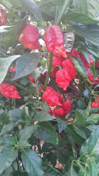 Nagabrain Red-