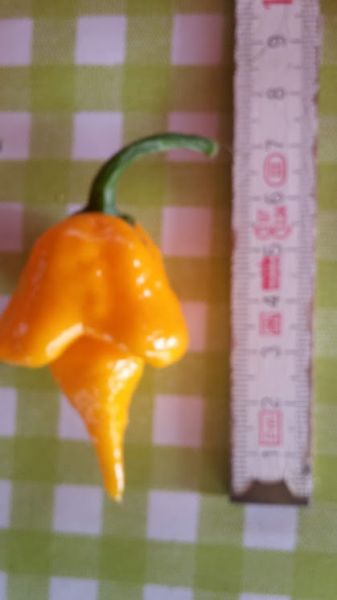 Trinidad Scorpion Butch Taylor