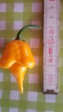 Trinidad Scorpion Butch Taylor