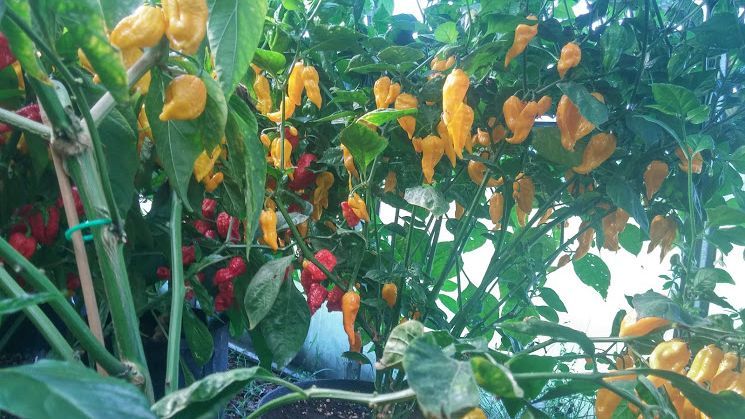 Fatalii Yellow