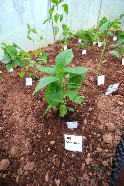 Chocolate Bhut Jolokia