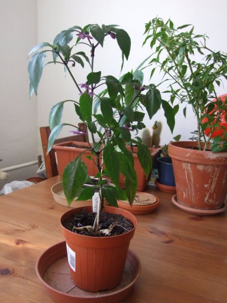 chilli doma 17.5.2011 010
