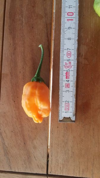 Aji Mango.