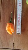 Aji Mango.