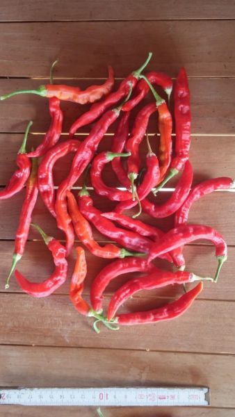 Aji Minas Gerais