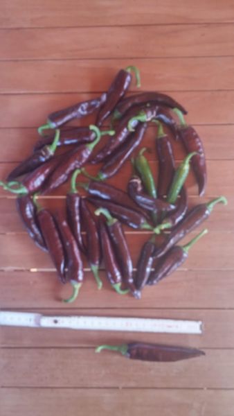 Barbere Coffee Brown