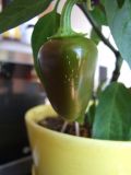 jalapeno