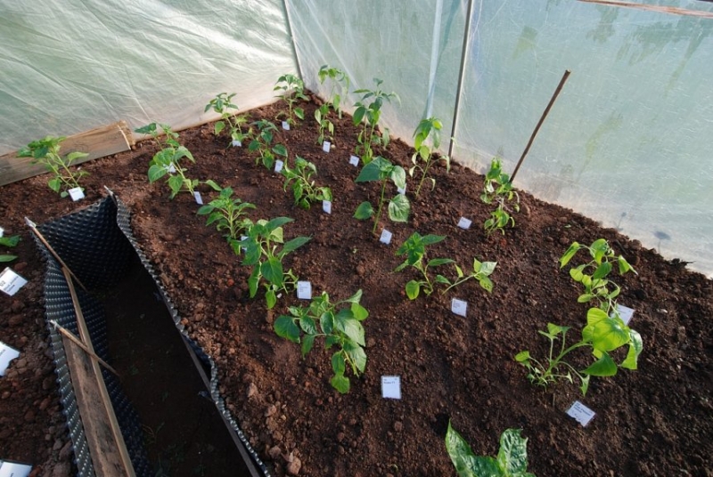 Přesazení chilli - 13. května