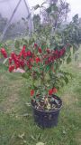 Fatalii Red