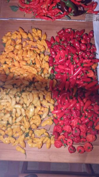 Fatalii