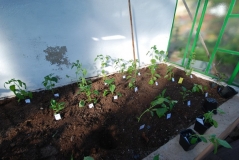 Přesazení chilli do skleníku