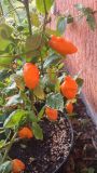 Rocoto Rio Hualaga-