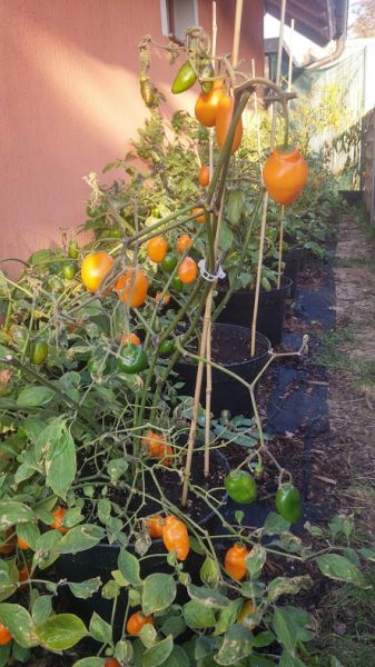 Rocoto Rio Hualaga
