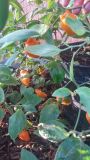 Rocoto Rio Hualaga.