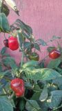 Rocoto Peron Brown