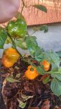 Rocoto Canario Yellow