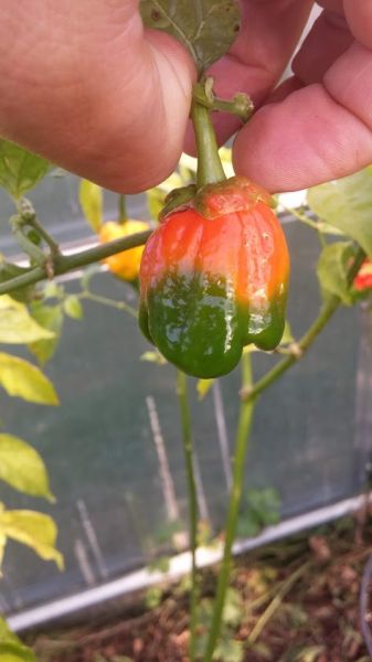 7Pot Bubblegum