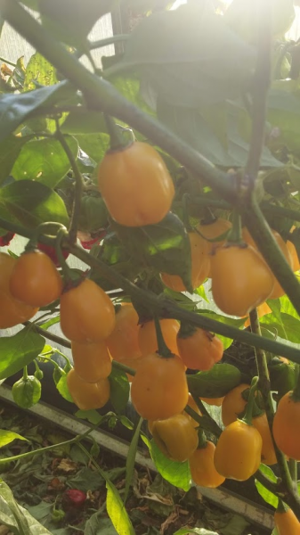Aji Jobito